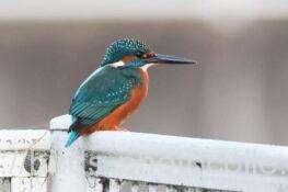カワセミ　2025.11.30