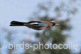 カケス　2025.11.04