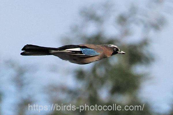 カケス 2025.11.04