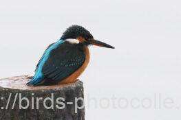 カワセミ　2026.01.26