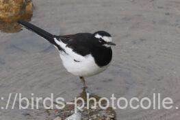 セグロセキレイ　2026.02.06