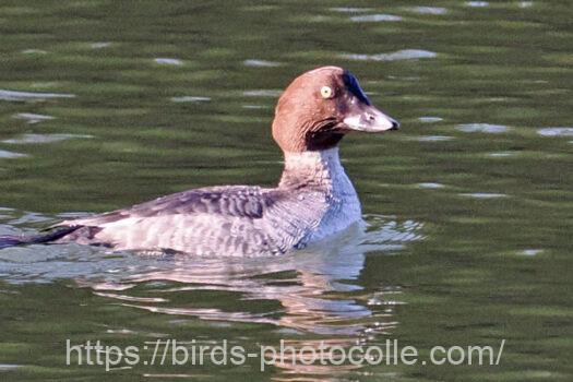 ホオジロガモ　2025.01.08