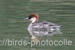 ミコアイサ 2025.04.01