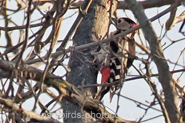 アカゲラ　2026.03.09