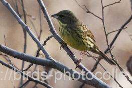 アオジ　2026.02.24