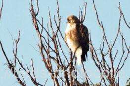 教えて頂いたので撮れたノスリ　2026.01.23