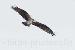 ミサゴ　2025.12.13