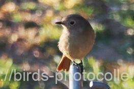 ジョウビタキ　2026.02.21