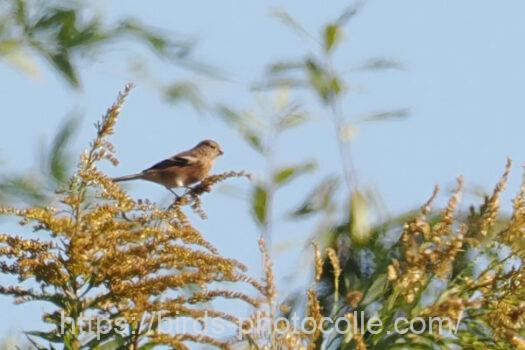 ベニマシコ　2024.11.25