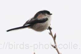 エナガ　2026.01.14