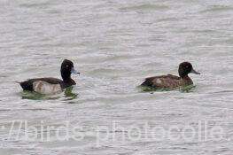 キンクロハジロ　2025.10.21