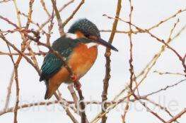 カワセミ　2026.02.17