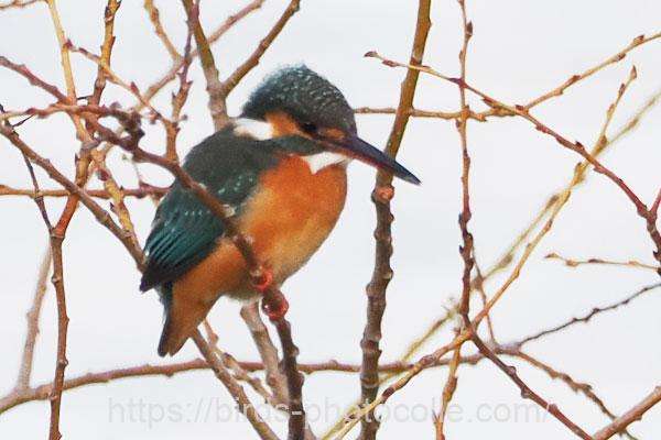 カワセミ　2026.02.17