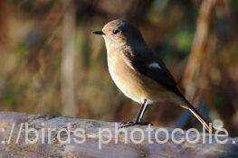 ジョウビタキ　2025.12.18