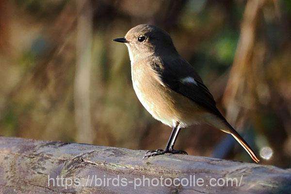 ジョウビタキ 2025.12.18