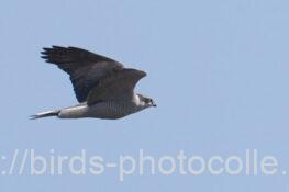 オオタカ 2025.02.15