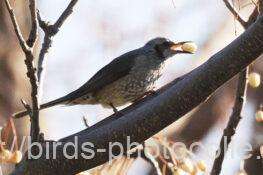 ヒヨドリ　2026.01.31