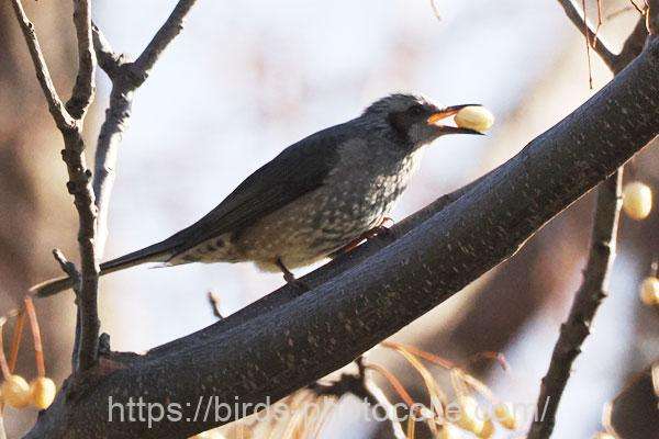 ヒヨドリ 2026.01.31