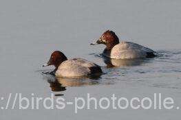 ホシハジロ　2026.02.20