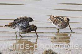 タシギ　2026.02.11