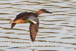 ハシビロガモ　2026.01.10