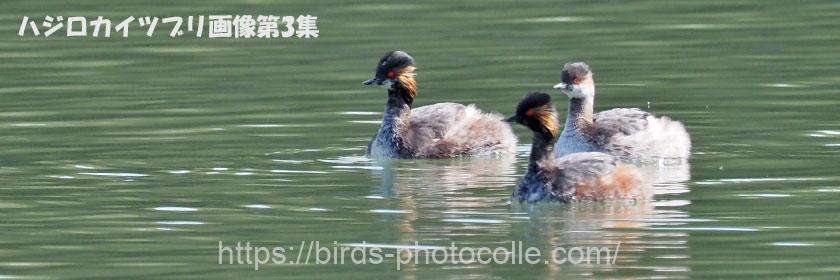 勅使池のハジロカイツブリ第3集