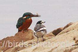 カワセミとハクセキレイ　2025.11.27