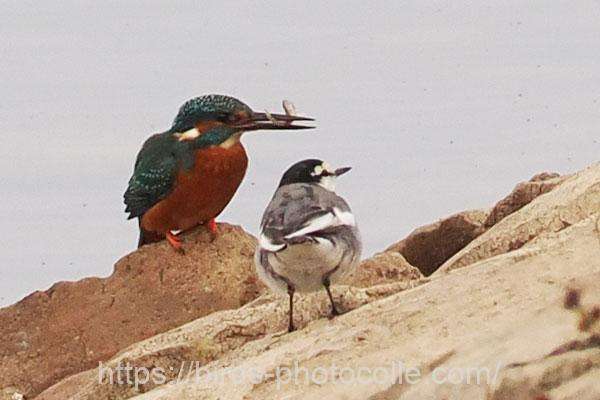 カワセミとハクセキレイ　2025.11.27