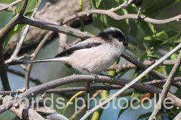 エナガ　2025.10.29