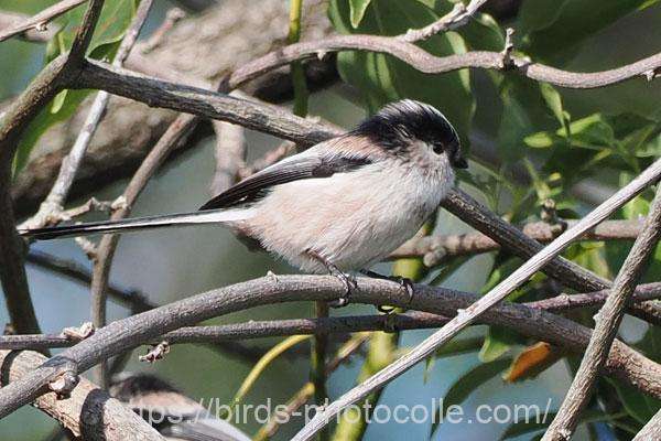 エナガ 2025.10.29