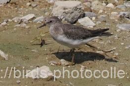オジロトウネン幼鳥　2025.09.26