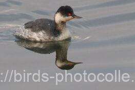 分散して計4羽ハジロカイツブリ　2025.12.01