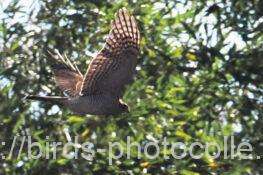 ハイタカ 2025.12.18