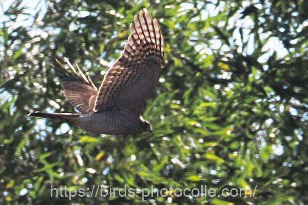 ハイタカ 2025.12.18