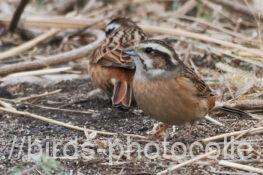 ホオジロ　2026.01.27