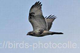 ノスリ　2025.10.23