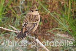 ノビタキ　2025.10.30