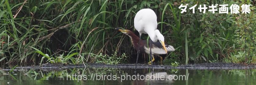 勅使池のダイサギ
