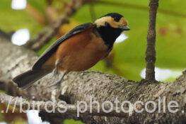 ヤマガラ　2025.10.13