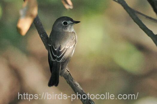 コサメビタキ　2024.10.01