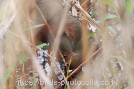 ヒクイナ　2024.04.08