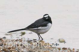 セグロセキレイ　2025.12.03