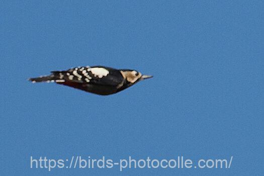 アカゲラ221105-1