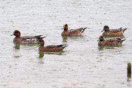 ヒドリガモ　2025.10.19