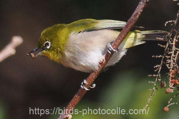 メジロ 2026.03.09