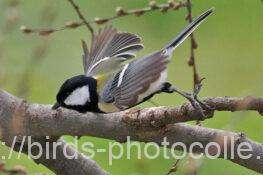 シジュウカラ　2026.03.18