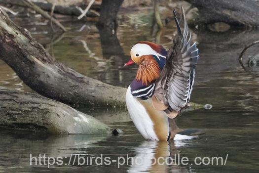 オシドリ　2025.04.02