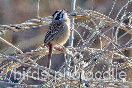 ホオジロ　2026.03.12