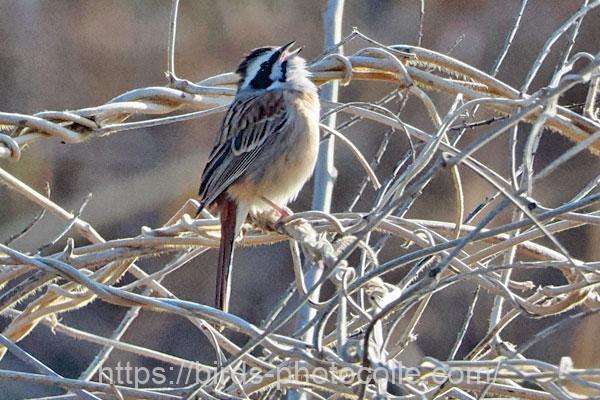 ホオジロ　2026.03.12