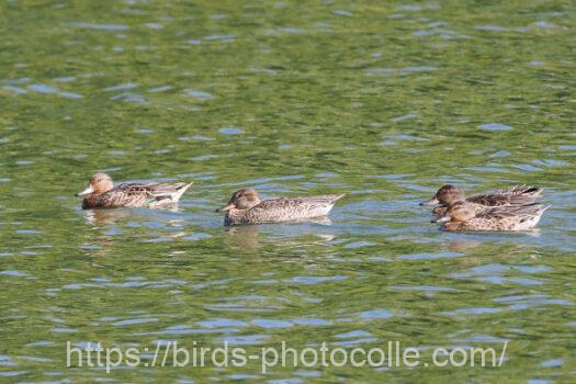 コガモ　2024.09.23